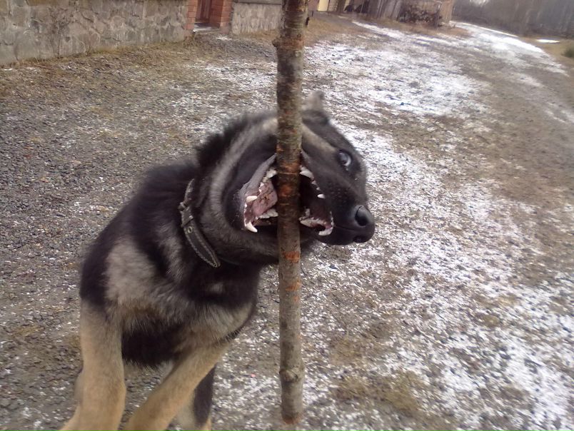 №117, Ян Омельчук, Першотравенск №117, Ян Омельчук, Першотравенск