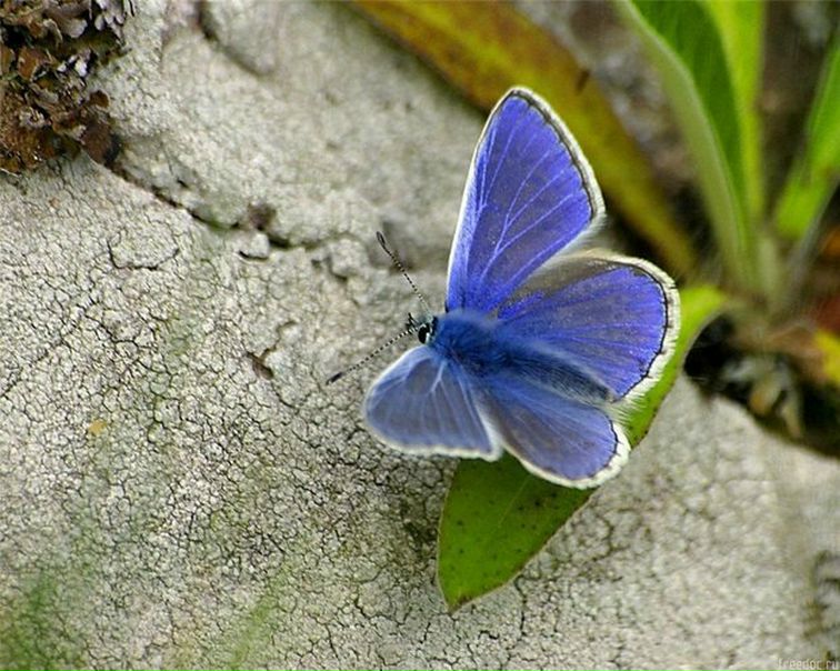 №71, Елена Радзевичуте №71, Елена Радзевичуте