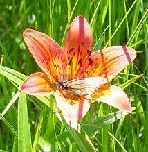 Тамара Каратаева | Вилюйск