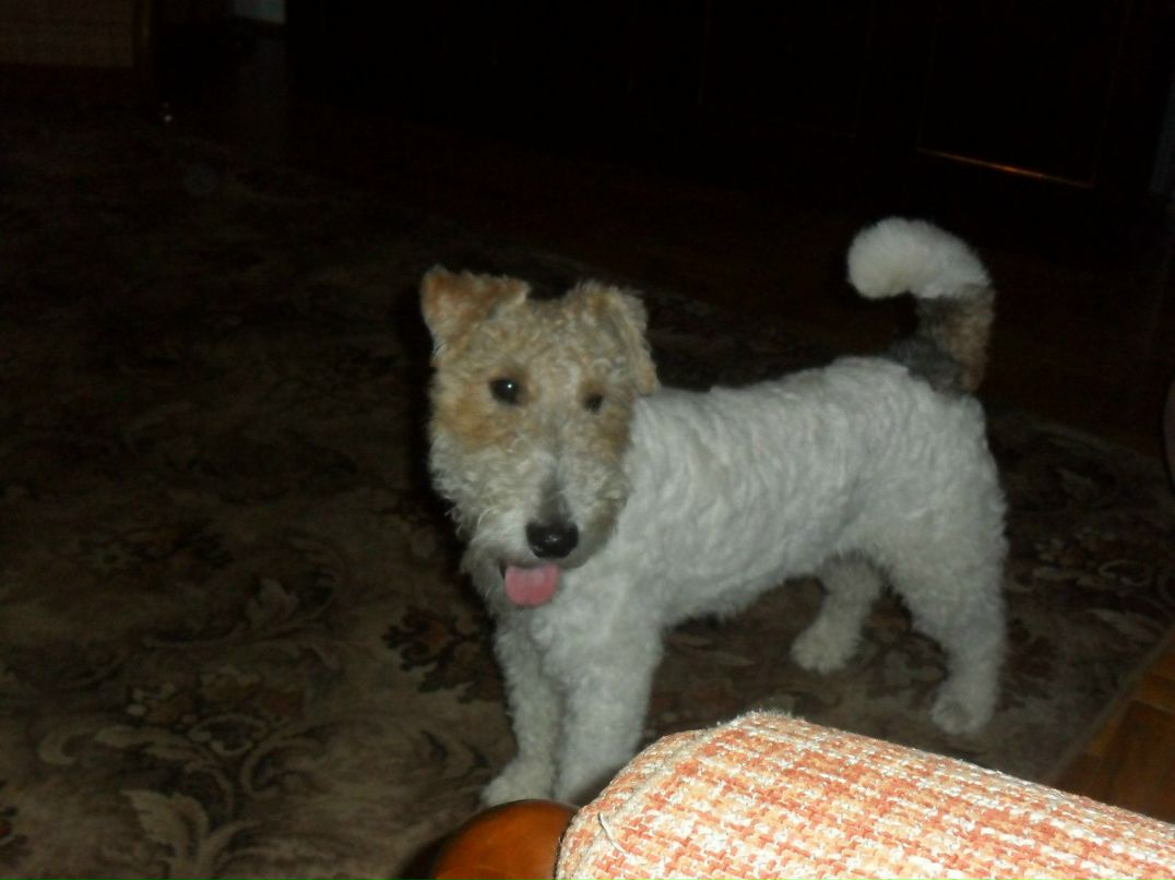 Костя Можарівський | Новояворовск