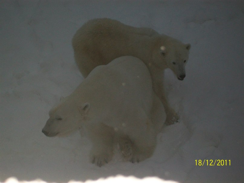 Алина Ескина *без подруги не как* | Костомукша