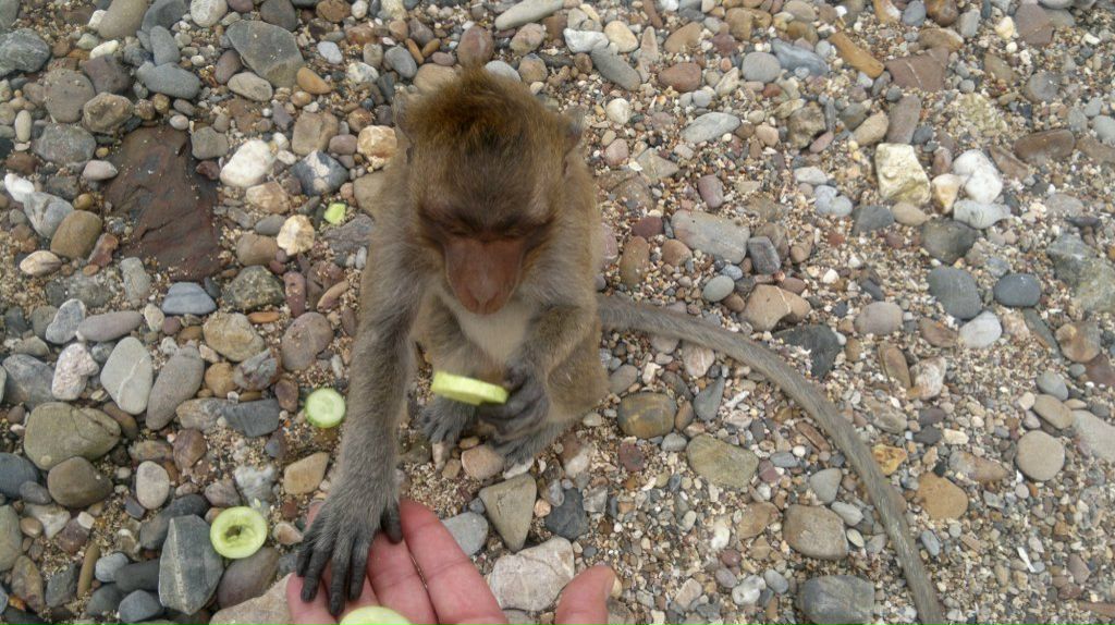 Михайло Михайлов | Paramaribo