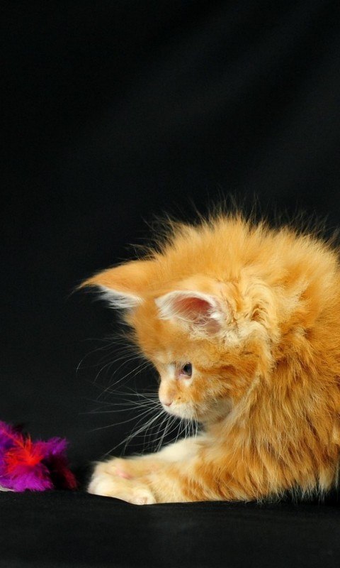 Юля Парфирова-Трубченинова | Воронеж