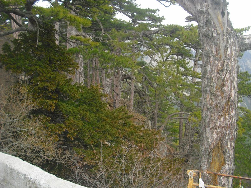 Роман Дашко __ÑøøÃ__ | Ялта