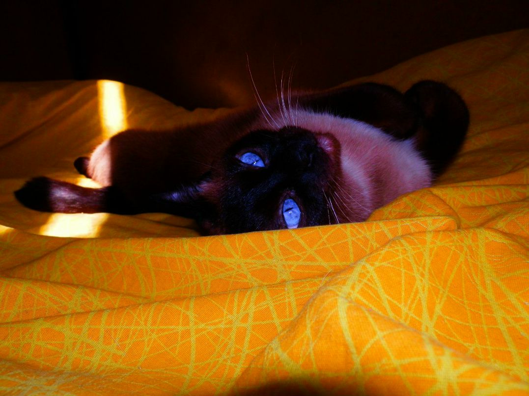 Диана Малышева | Новодвинск