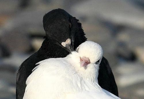 Анабель Лиса Горный Тёмный Эльф | Москва