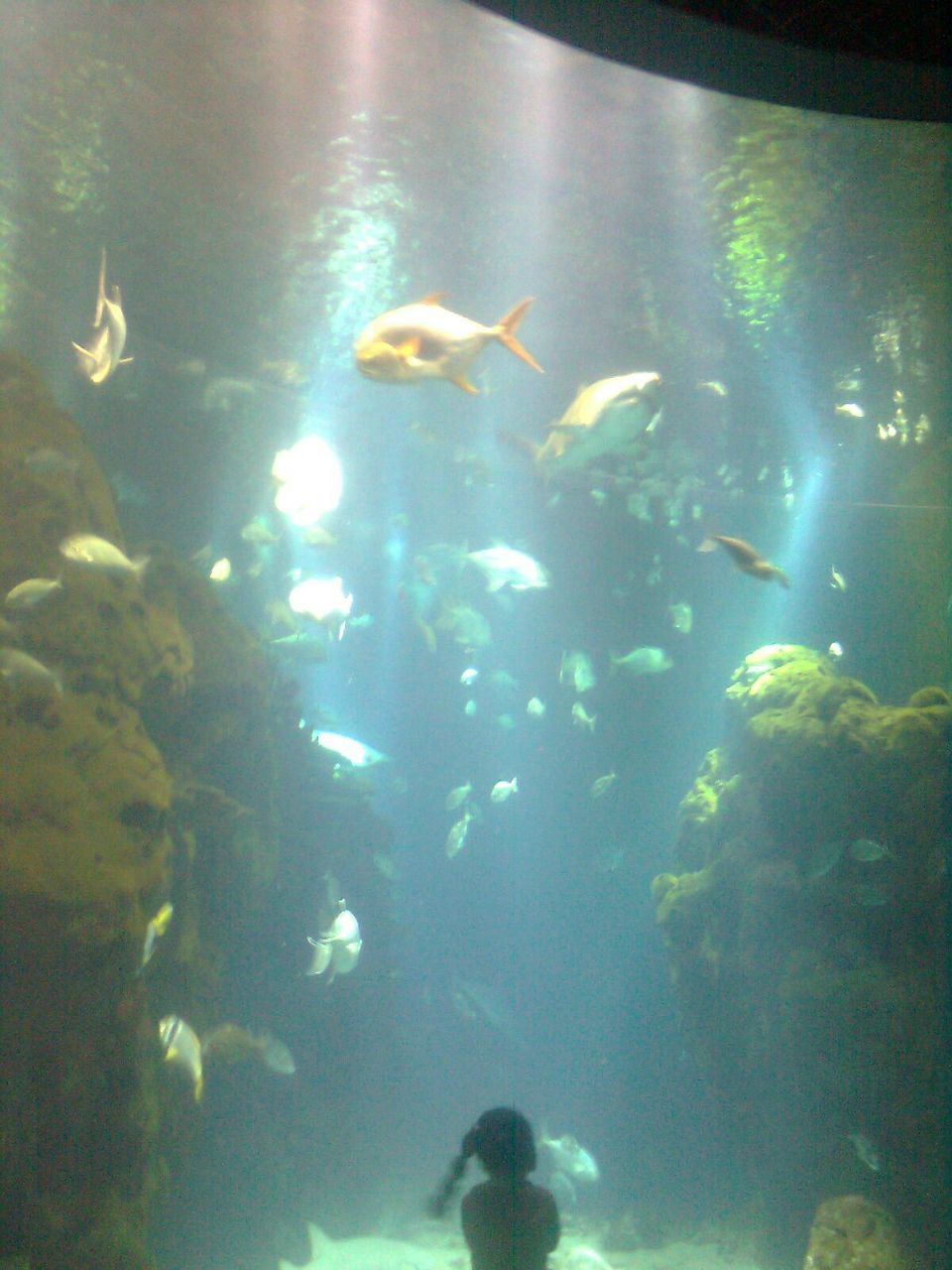 Сафийа Хамитова | Саратов