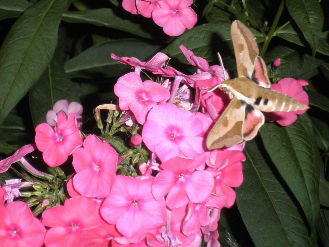 Татьяна Бурова | 