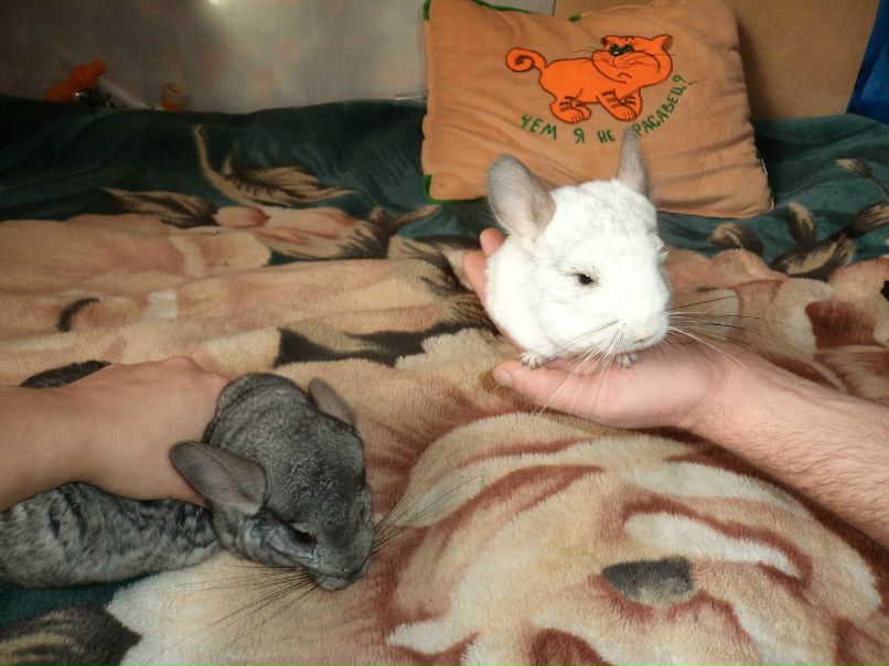 Ирина Сергеева | Пушкино