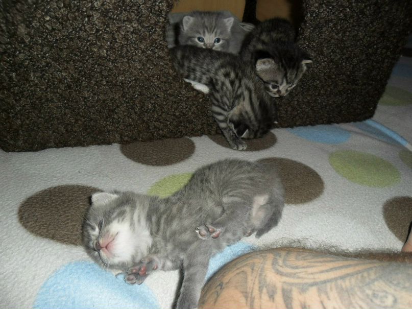 Лариса Валерьевна | Петрозаводск