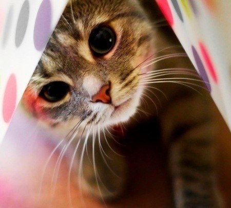 Алёна Игуана | Курган