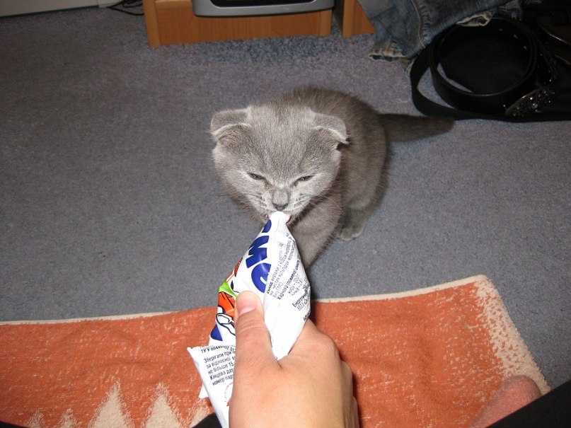 Анжелика Антошкина-Дячок | Сумы