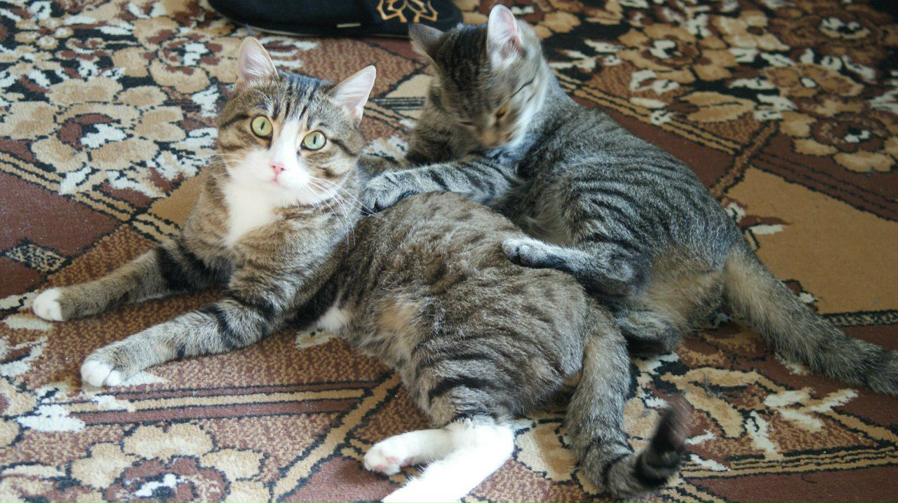 Артем Николаев | Красноярск