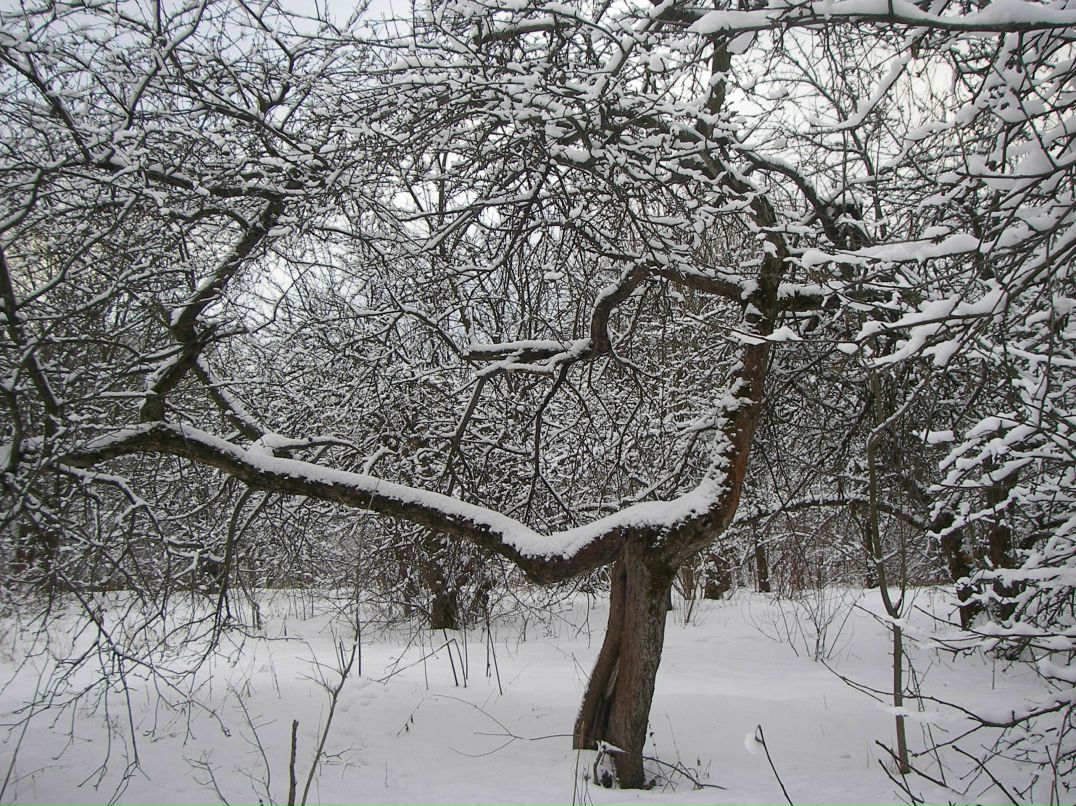 Людмила Митрофанова | Paris