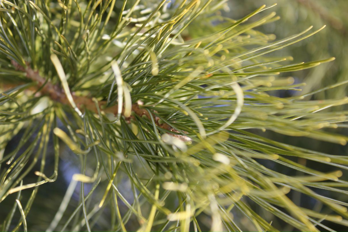 Роман Мезев | Новосибирск