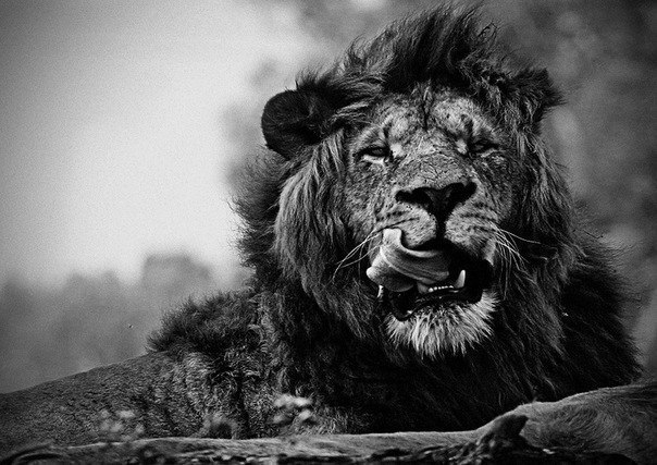 Олег Гайдаров | Москва