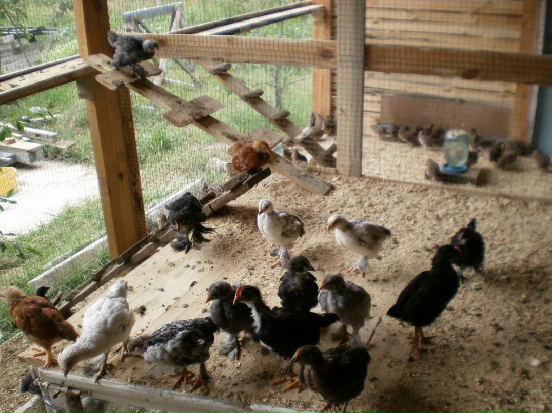 Радион Вишневский | Житомир