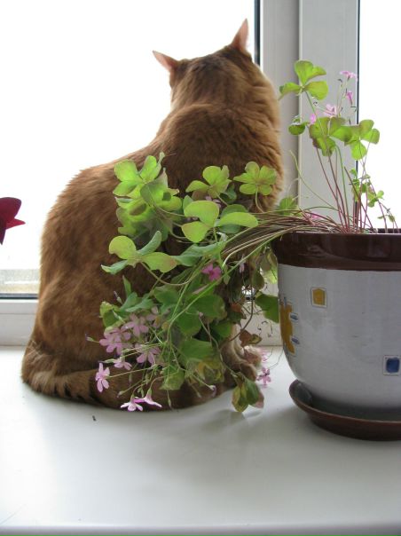 №8, Дарья Стрелолист №8, Дарья Стрелолист