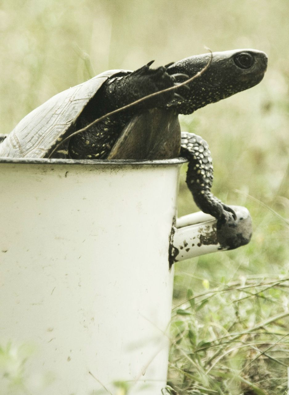 Лилия Мамбетова | 