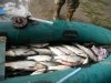 Рыбалка и подводная охота. Самара. Рыбалка и подводная охота. Самара.