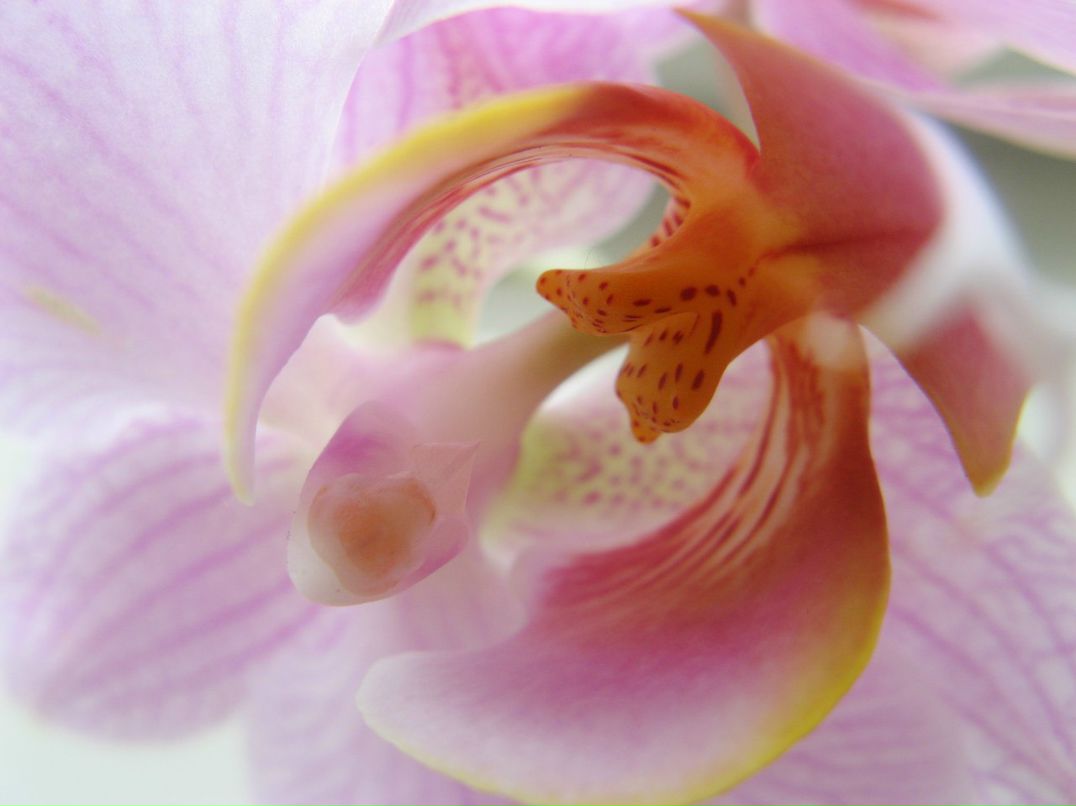 Veronika Ekimenkova | Москва