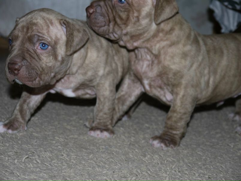 №111, Сергей Степанович №111, Сергей Степанович