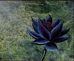 Silver Fox | Владивосток