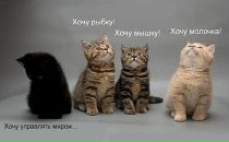 №41 Ирина Качалова : профиль, фото, статус - ВКонтакте