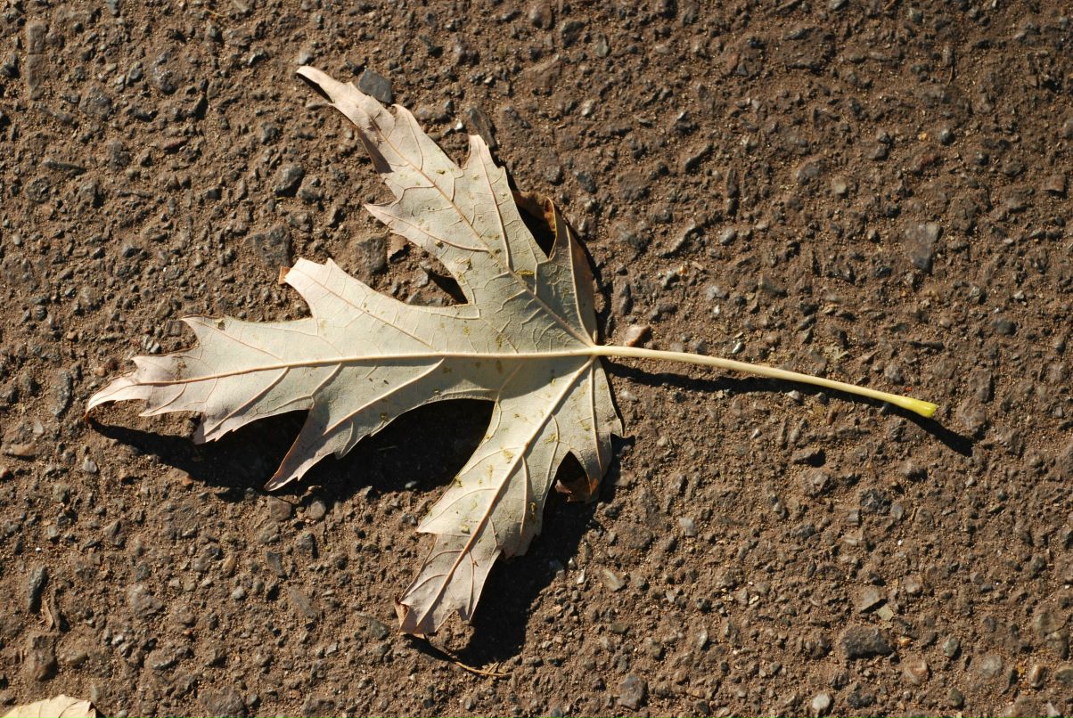 Иван Кожевников | Киев