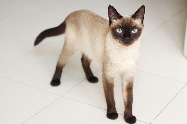 Света Нестеренко | 