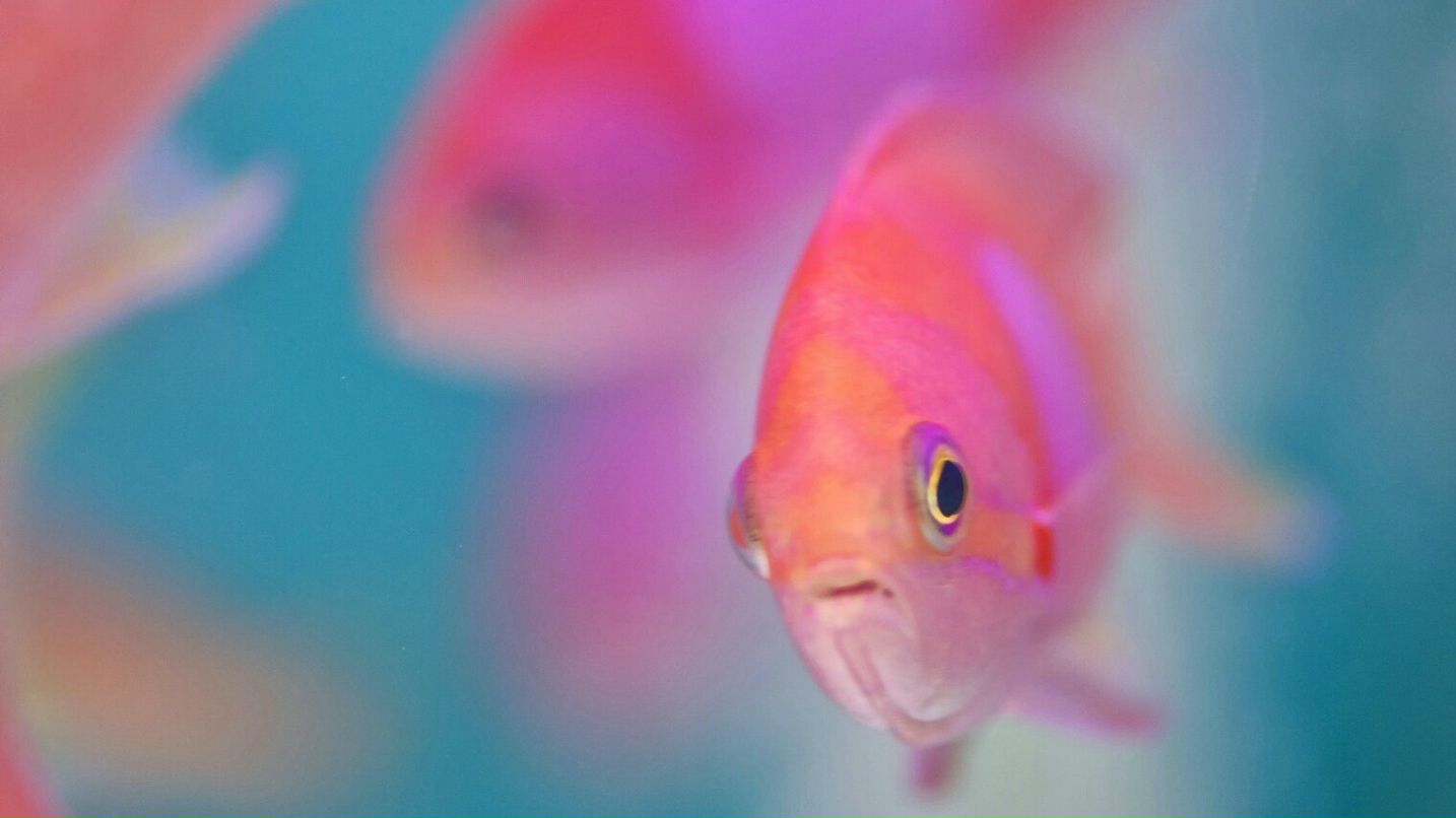 Артем Creaturesc >Crichers< | Москва