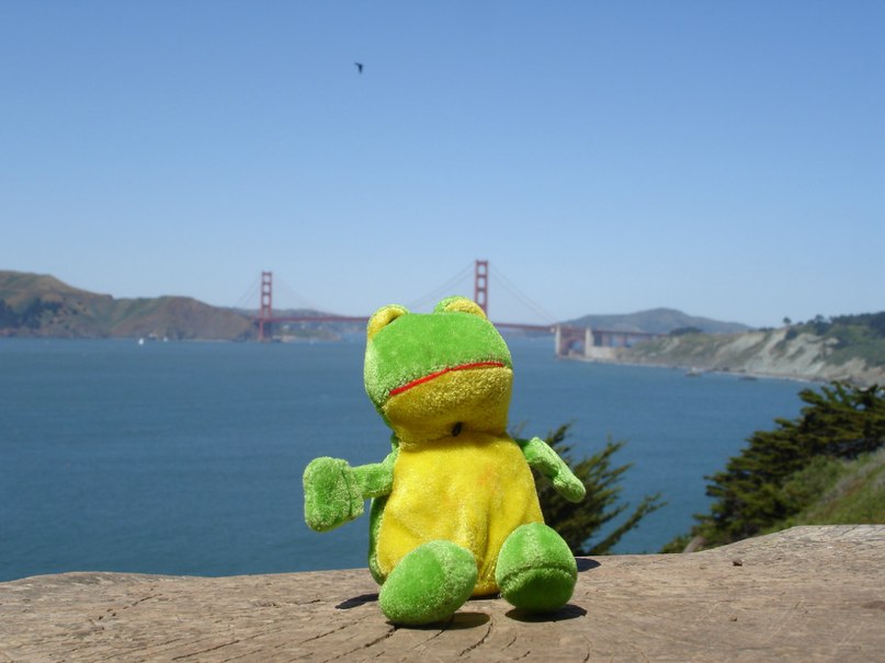 Лягуха Зырящая | Санкт-Петербург