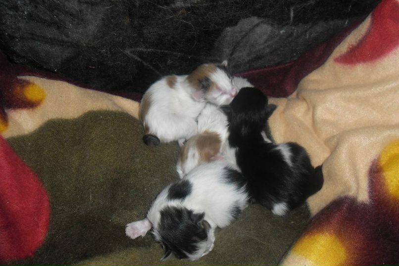 Зоя Мелкуева | Олонец