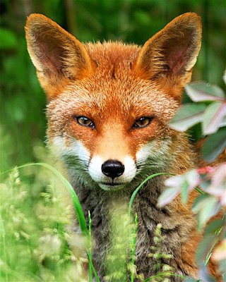 Жорик Карапетян | Москва