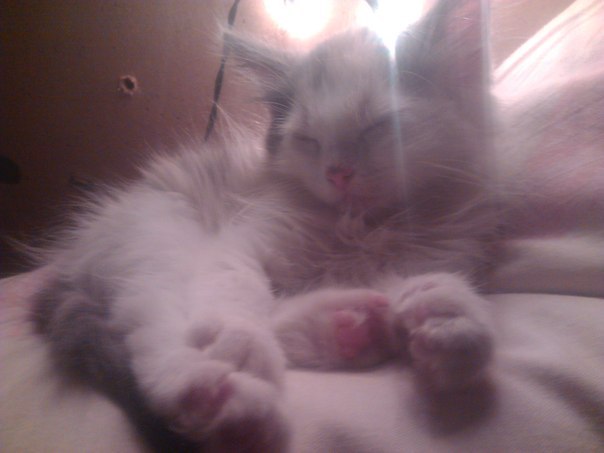 Екатерина Кашкар | Петрозаводск