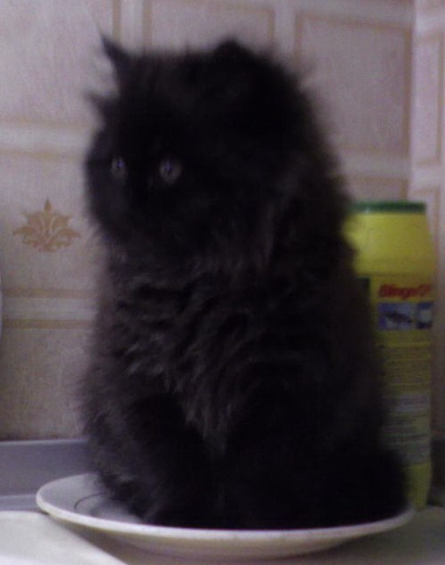 Константин Петроченко | Луганск