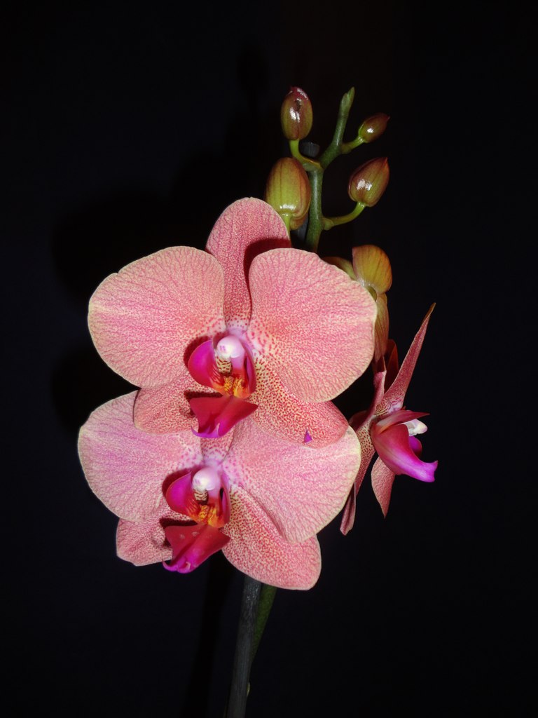 Анна Романова | Воронеж