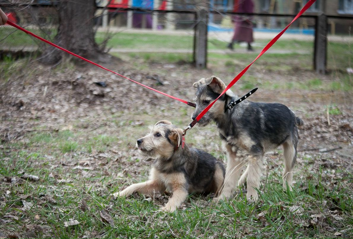 Татьяна Кривенко | Киев