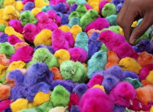 Оля Гончарова | 