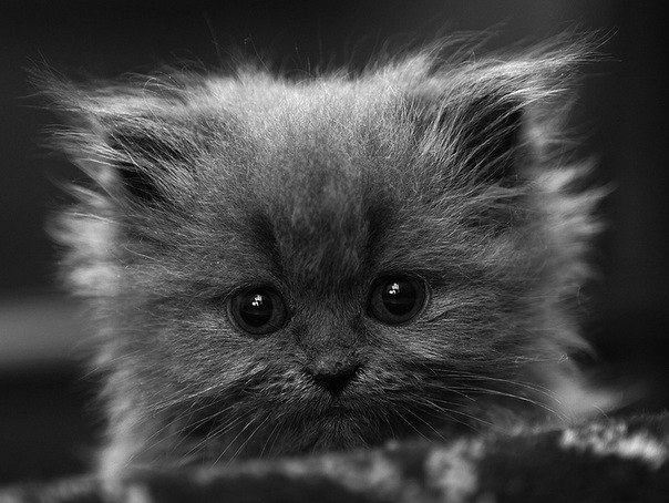 Лена Герасимяк | 