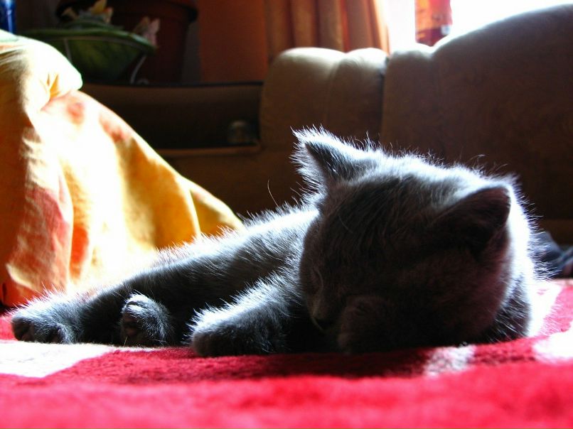 Татьяна Бреус | 