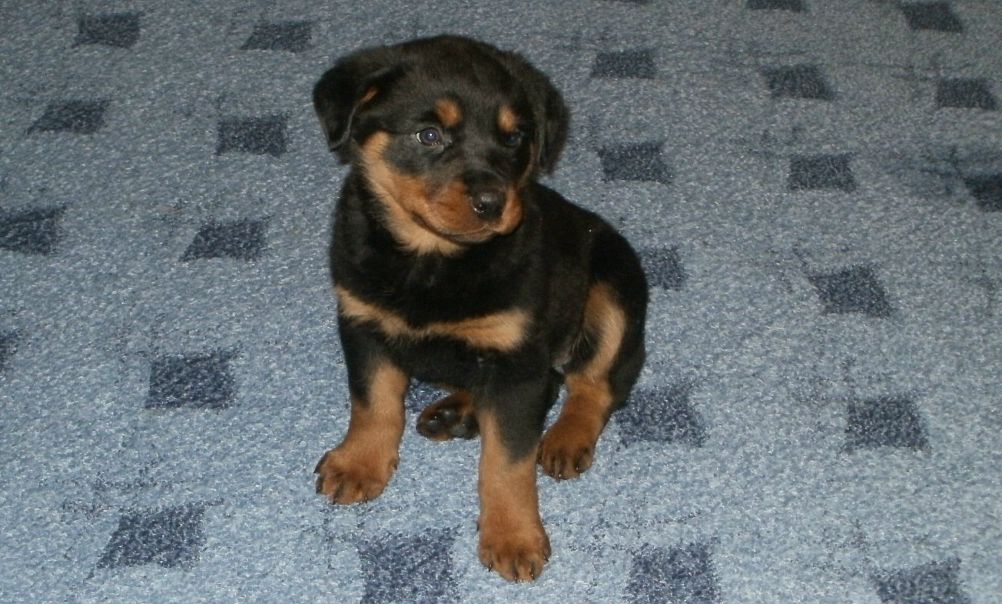 №2, Евгений Рябиченко, Харьков №2, Евгений Рябиченко, Харьков