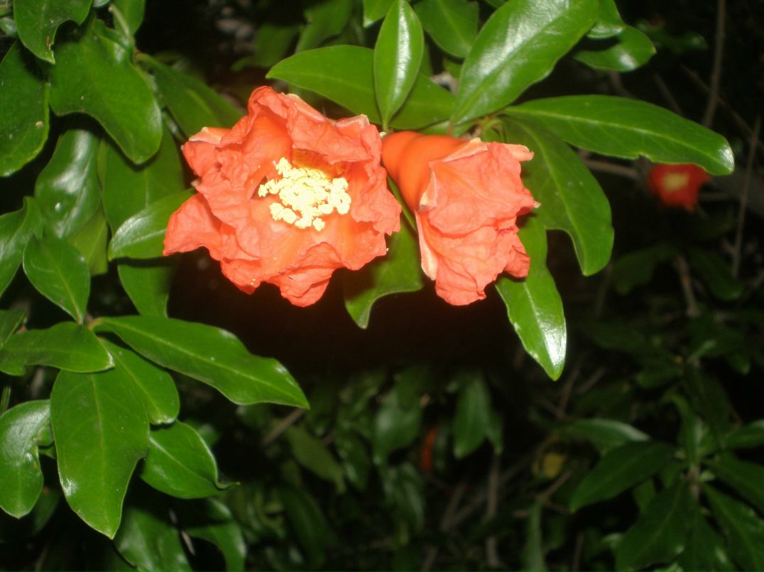 Танюша Гарбуз Григорьевна | Запорожье