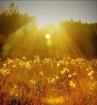 №44, Дмитрий Юденич №44, Дмитрий Юденич