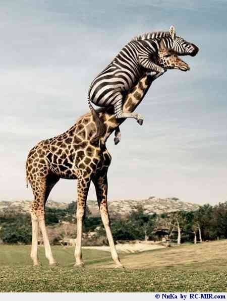 №153, Дмитрий Журавлев №153, Дмитрий Журавлев