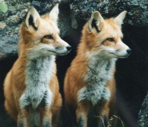 Роксоляна Мацюрак | 