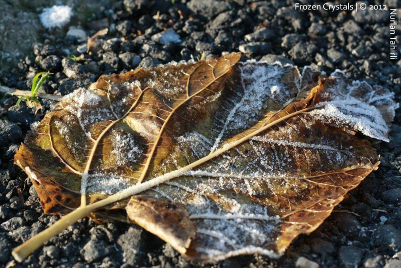 Nurlan Tahirli | Missoula