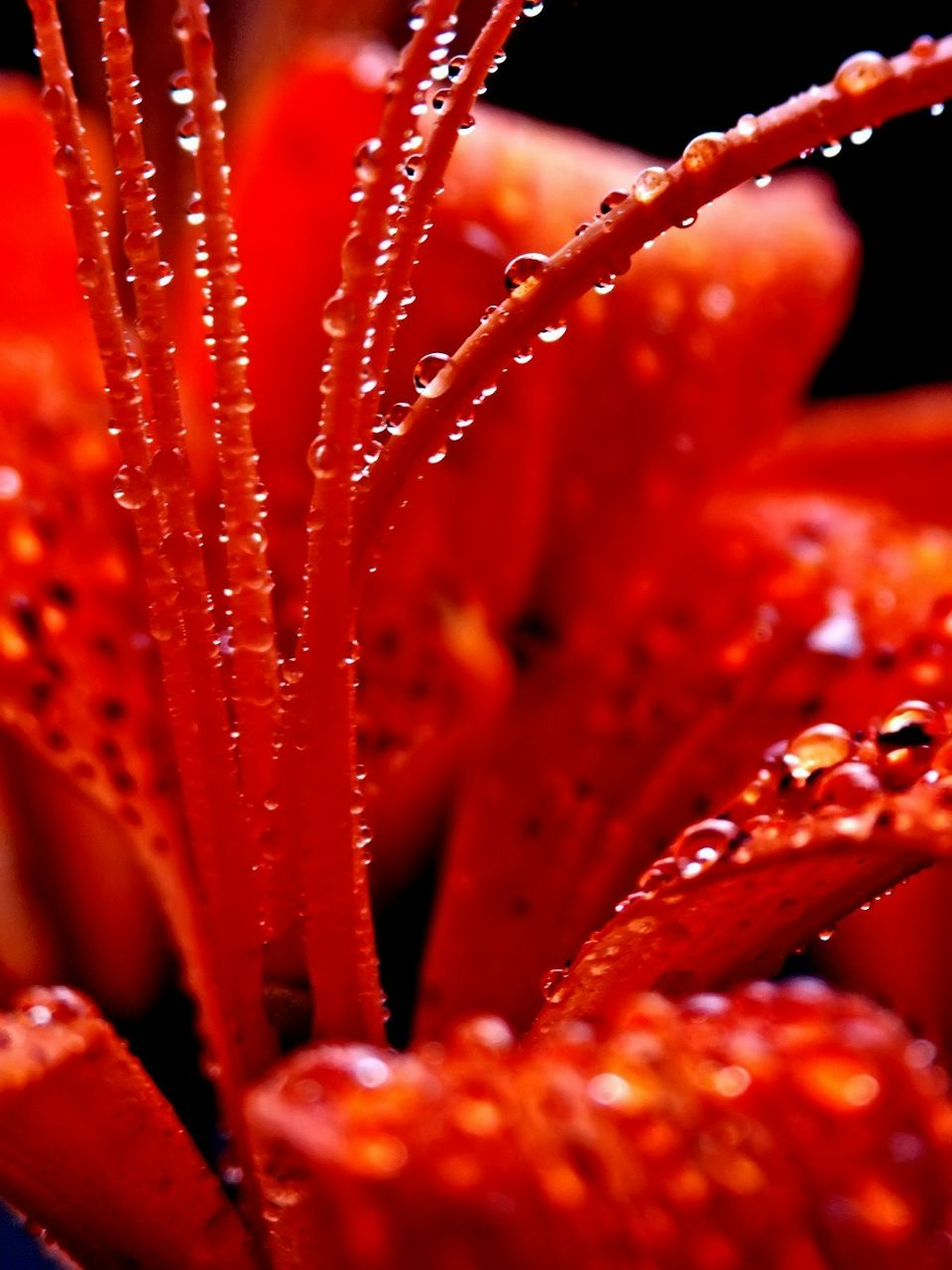 Галина Михайлова | Bonn