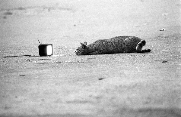 №26, Aurora Borealis, 37 лет, Баку, Азербайджан №26, Aurora Borealis, 37 лет, Баку, Азербайджан