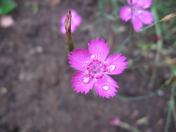 №1, Оля Мерц, Санкт-Петербург №1, Оля Мерц, Санкт-Петербург